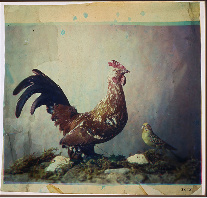 在 1869 年至1879年间，豪隆使用减色法制作了这幅公鸡影像，影像借助的虫胶漆由三层染色胶制成，在照片边缘处可以看出三种不同的颜色。